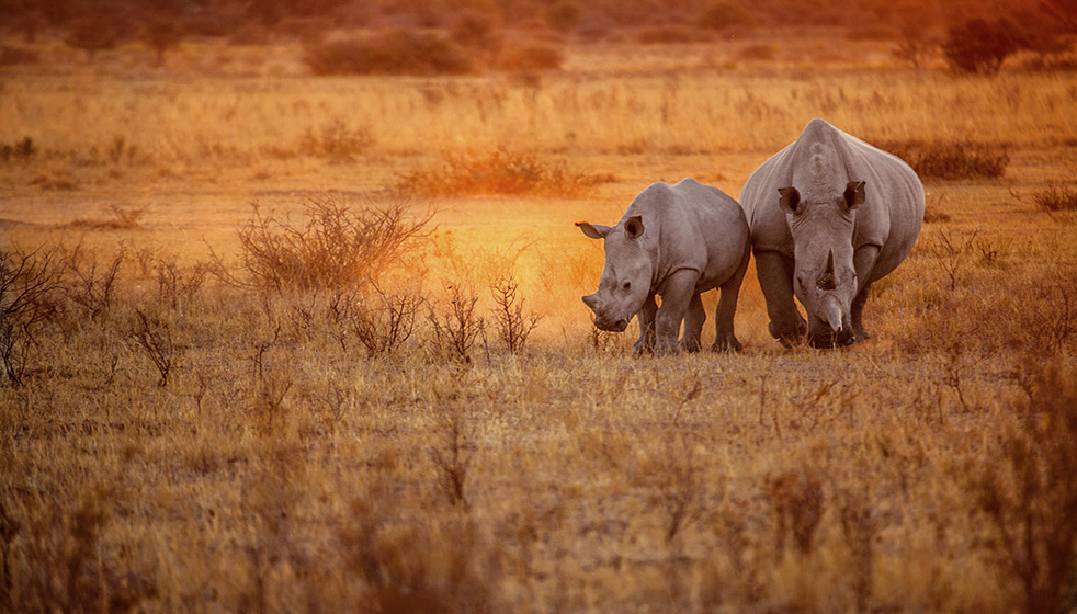 Salvando rinocerontes de la extinción: un proyecto de @SIGFOX