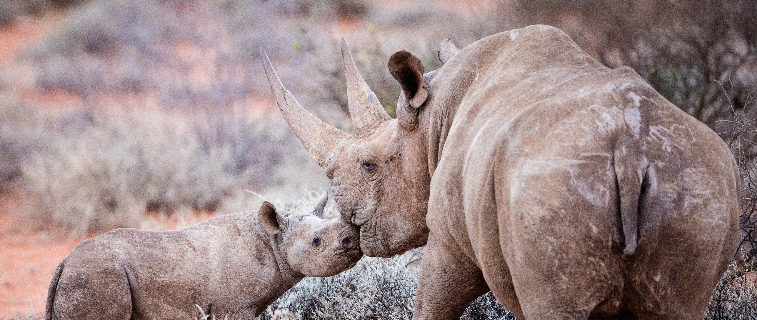 @Sigfox: En Zimbabue lanzan un “GoogleMap de rinocerontes” para combatir la caza furtiva