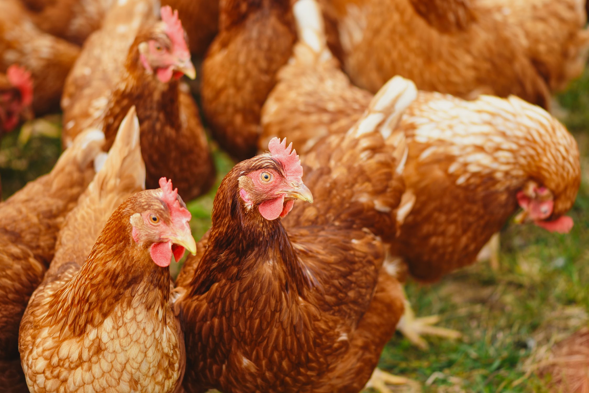 Smart Farming: la importancia de la tecnología y las soluciones IoT para el sector avícola