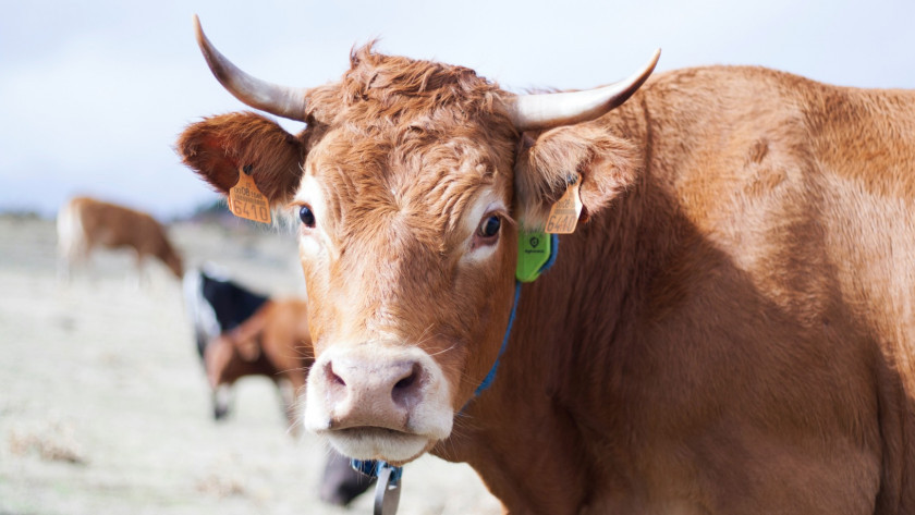 Digitanimal, pionero de agritech inteligente, ayuda a los ganaderos a gestionar mejor su ganado y garantizar el bienestar de los animales